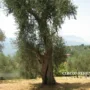 Extravergine d'oliva di eccellenza di Caggiano