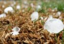 Maltempo in agricoltura, online i moduli per la ricognizione dei danni