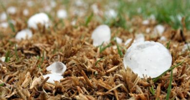 Maltempo in agricoltura, online i moduli per la ricognizione dei danni