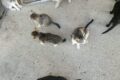 Regalo gattini