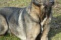 Cucciolo di cane maschio