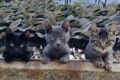 Cuccioli di gatto