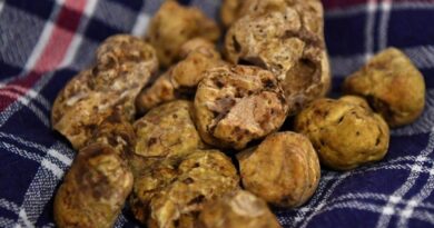 Tartufi, al via la stagione delle fiere. Bando aperto, domande fino al 15 dicembre